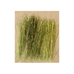 Field Grass - Green