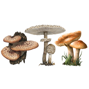 Mycelia (Retail Edition) (EN)