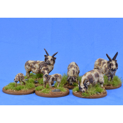 SAGA - Sheep (Manx Loaghtan)