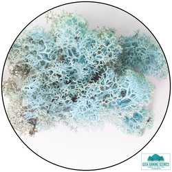 Lichen: Reindeer Moss Aquamarine Blue